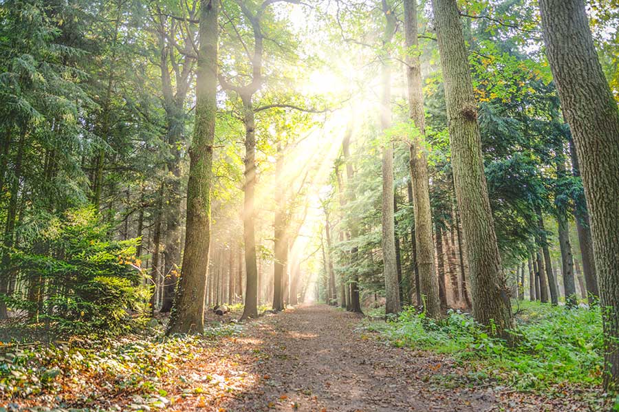 1 Pièce Forets À Bois De Chauffage Diverses Poignées - Temu France